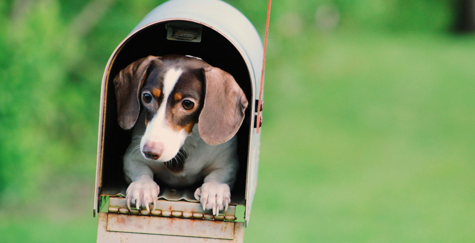 Small dog in a mailbox